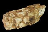 Petrified Pine Cone (Xylopteris) Fossil - Australia #142476-1